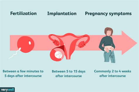 Signs Of Pregnancy 2 Weeks After Conception Pregnancywalls