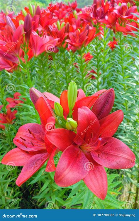 Lilium Brownii Stock Photo Image Of Bloom Petal Lily 187708386