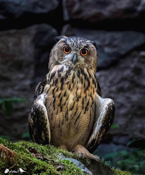 Eurasian Eagle Owl Owl Habitat Eurasian Eagle Owl Owl