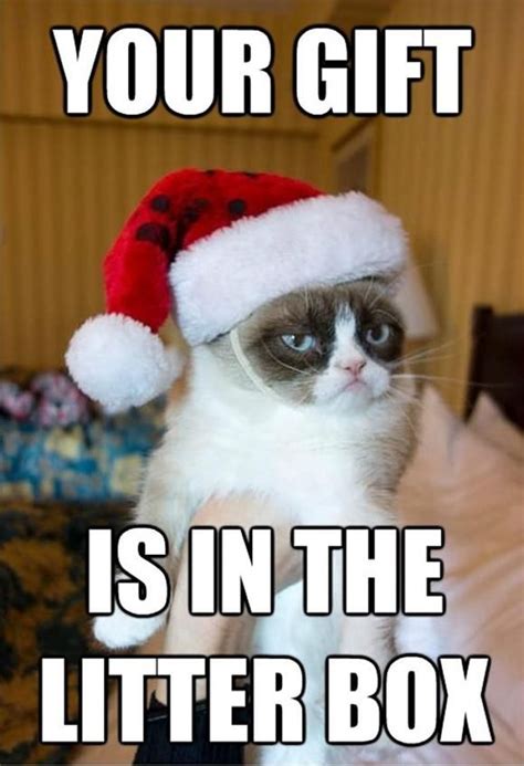 Your T Is In The Litter Box Merry Christmas Grumpy Cat Quotes Funny Grumpy Cat Memes