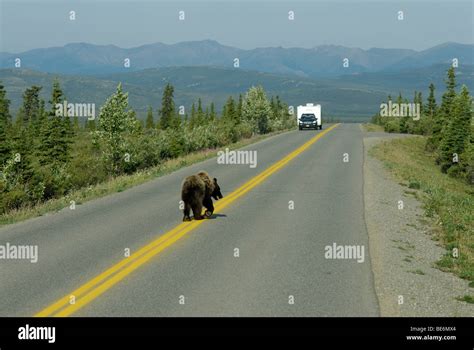 Brown Bear Grizzly Bear Ursus Arctos Horribilis On The Park Road