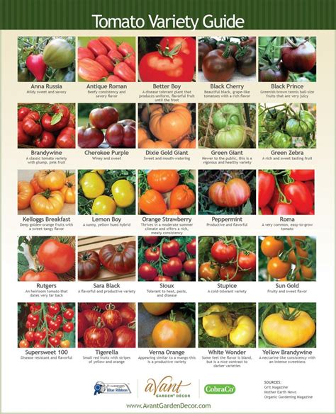 25 Tomato Varieties A Guide To Different Types Of Tomatoes Gardening