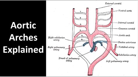 Aortic Arches Explained Youtube
