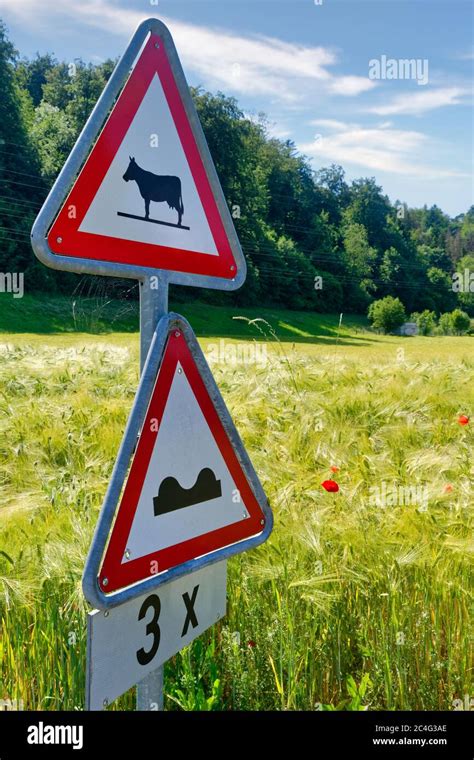 Warning Traffic Signs Cows Cattle Crossing The Road And Speed Bumps