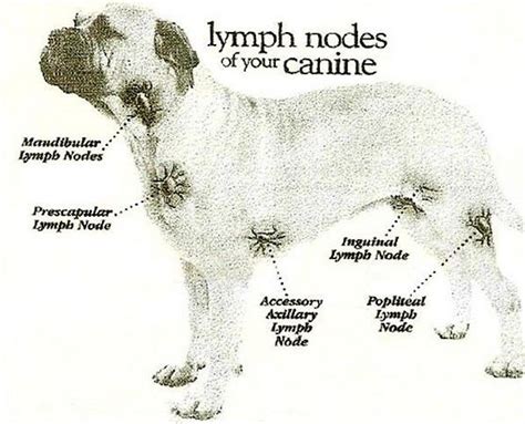 Dog Lymph Nodes Vet Medicine Vet Tech School Vet Tech Student