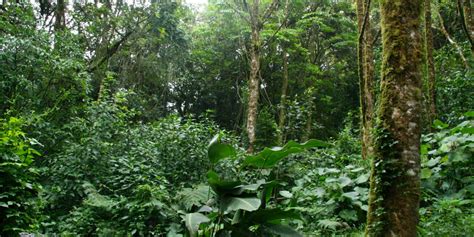 Research Paints New View Of Tropical Forests · College Of The Atlantic