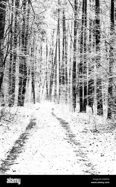 Footpath In Snowy Winter Forest Stock Photo Alamy