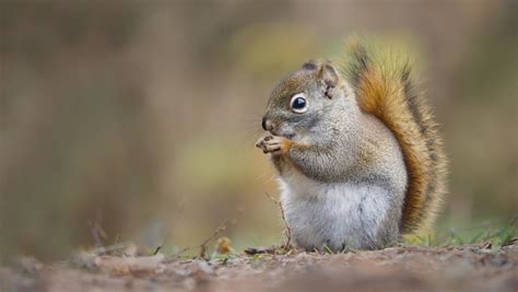 Squirrel Praying