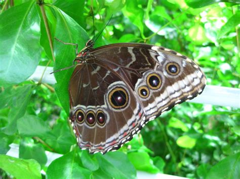 Blue Morpho Butterfly Underside Wings Pictures Biological Science