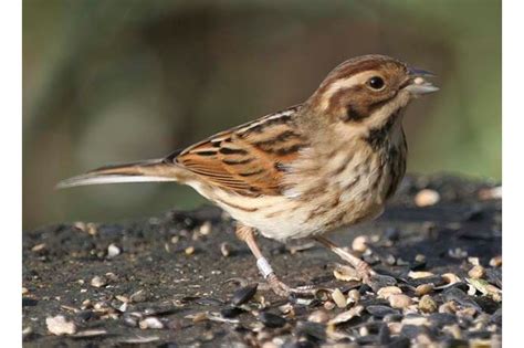 7 Reed Bunting Facts You Need To Know Discover Wildlife