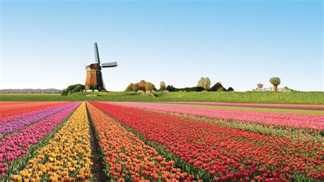 Trên hàng công, hlv frank de boer nhiều khả năng sẽ sử dụng donyell malen đá cặp cùng cùng với bỉ và italy, hà lan thẳng tiến vòng 1/8 với thành tích cực kỳ thuyết phục, toàn thắng 3 trận vòng bảng. Rực rỡ lễ hội hoa Tulip ở Hà Lan xứ sở Cối Xoay gió