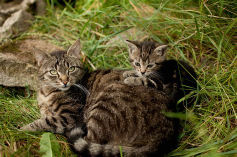 Gambar Alam Rumput Manis Hewan Margasatwa Membelai Anak Kucing