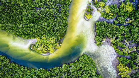 Aussie Researchers Model To Save The Mangroves