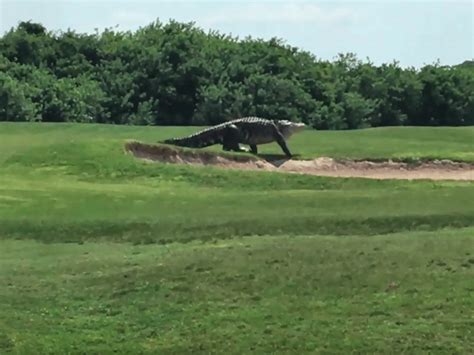 Gigantic Alligator Spotted At Florida Golf Course