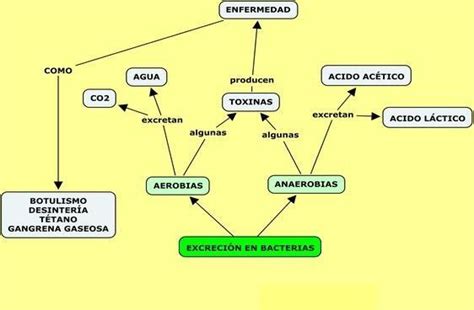 Top 68 Imagen Mapa Mental De Excrecion Viaterramx