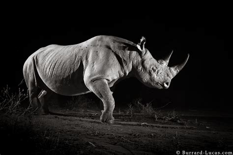 Photographing Rhinos Will Burrard Lucas Blog