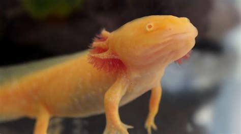 13 Axolotl Colors From Natural Hues To Multi Colored Morphs Animal