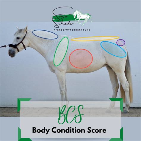Bcs Body Condition Score