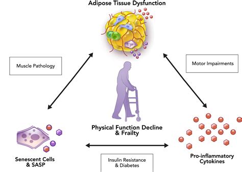 physiological aging links among adipose tissue dysfunction diabetes and frailty physiology