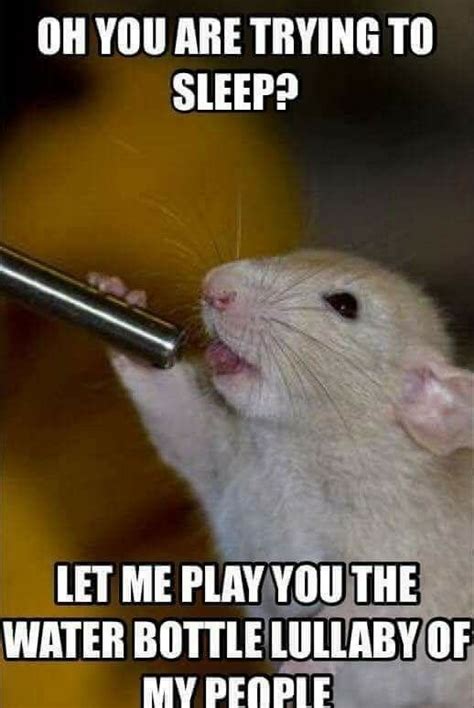 15 Funny Hamster Memes To Get You Through Friday Cute Hamsters Funny