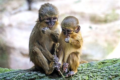 How Many Types Of Monkeys Are There In The World Readers Digest