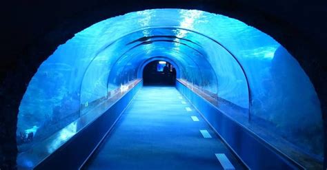Tunnel Aquarium Near Me