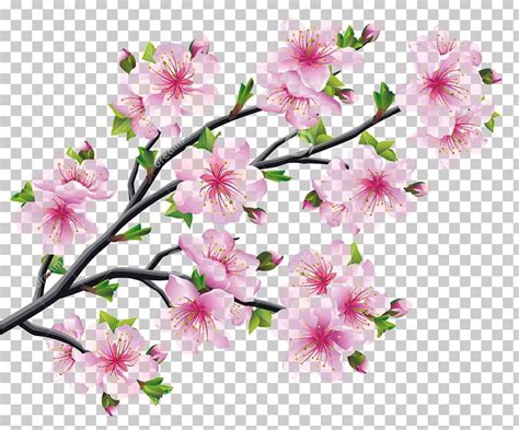 Anime Cherry Blossom Tree Drawing Drawing Art Ideas