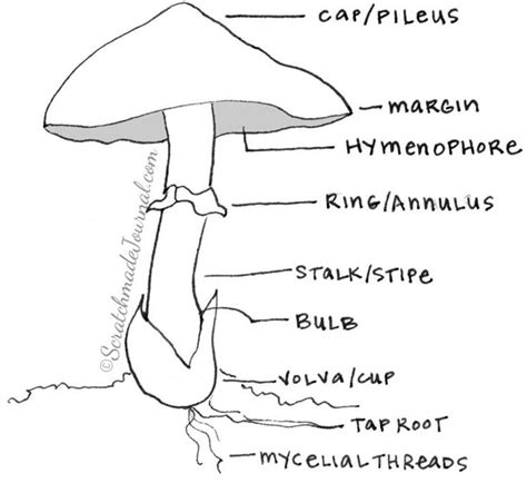 Identifying Mushrooms Plus A Field Guide Printable — Scratchmade