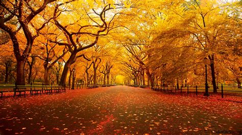 Fall Wallpaper 4k Iphone Pc Android Mac Download