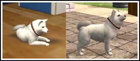 Mod The Sims The Japanese Spitz