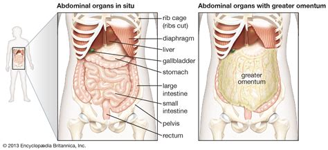 It describes the theatre of events. Omentum | anatomy | Britannica