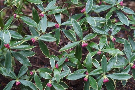 These Sweet Smelling Winter Shrubs Chase Away The January Blues
