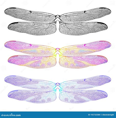 Dragonfly Wings Only Stock Vector Illustration Of Body 192732588