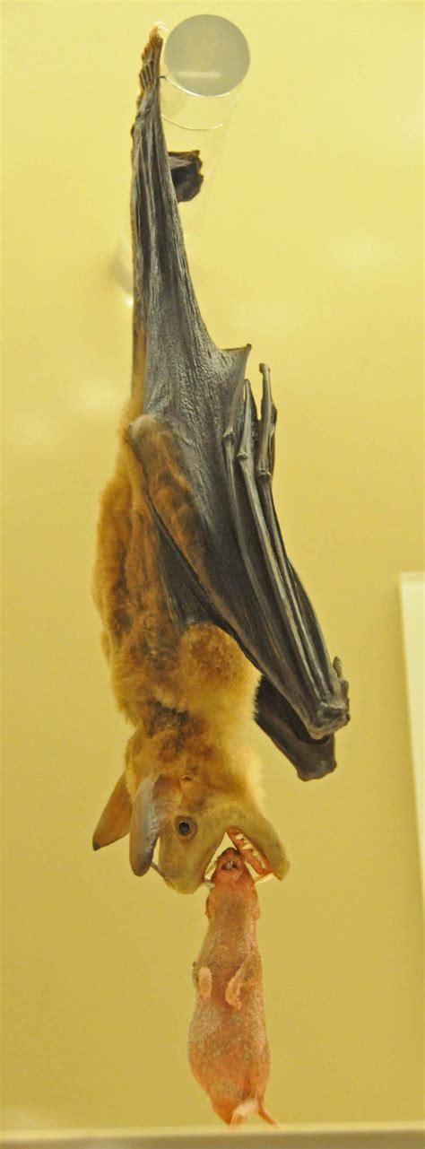 False Vampire Bat