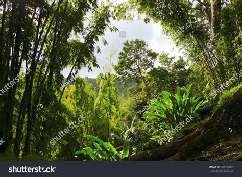 Rainforest Martinique Caribbean Stock Photo 580595005 Shutterstock