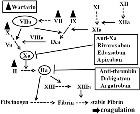 Mechanism Of Hemostasis And Targets Of Warfarin And Novel Oral
