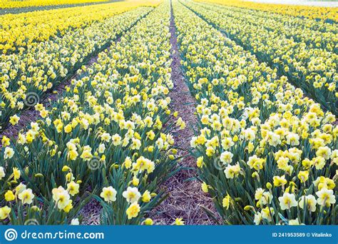 Yellow Daffodil Beautiful Field Stock Image Image Of Plant Blossom