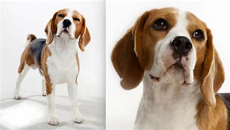 Beagle Dog Breed Selector Animal Planet