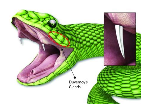 Venomous Snake Fangs Inspire New Microneedle Drug Delivery System