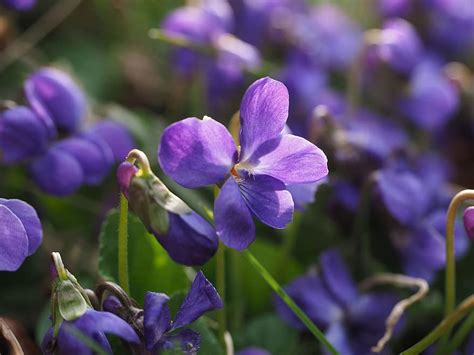 Scented Violets Violet Flower Blossom Bloom Viola Odorata March