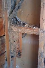Termite Solution At Home Pictures
