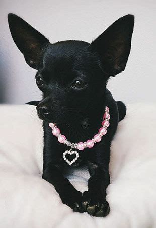 Der Chihuahua Geschichte - alles über den Chihuahua ...