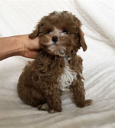 Teacup Malti Poo Puppy For Sale Los Angeles Iheartteacups