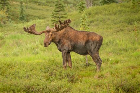 More images for how big can a bull moose get » How Big is a Moose? Common Facts About the Largest Member ...