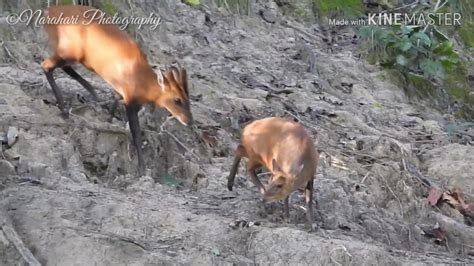 Barking Deer Mating Ritual Youtube
