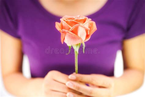 Girl Holding Rose Flower Stock Image Image Of Love Natural 62850213