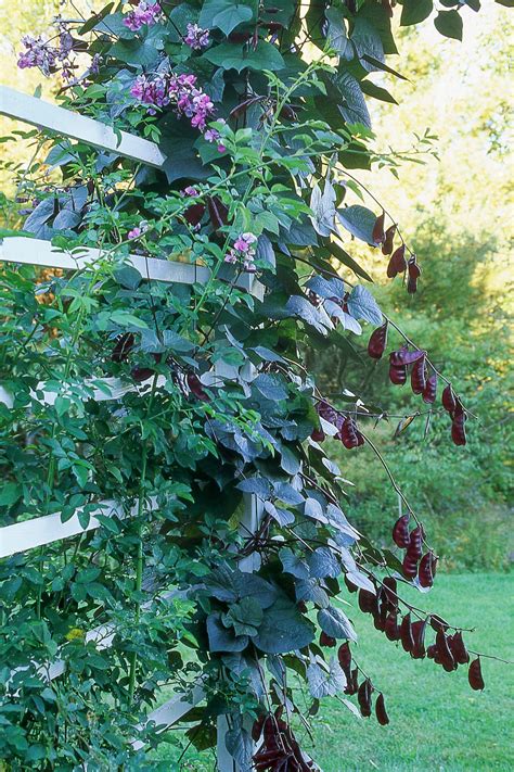 Add These Gorgeous Flowering Vines To Your Yard Fast Growing Flowers