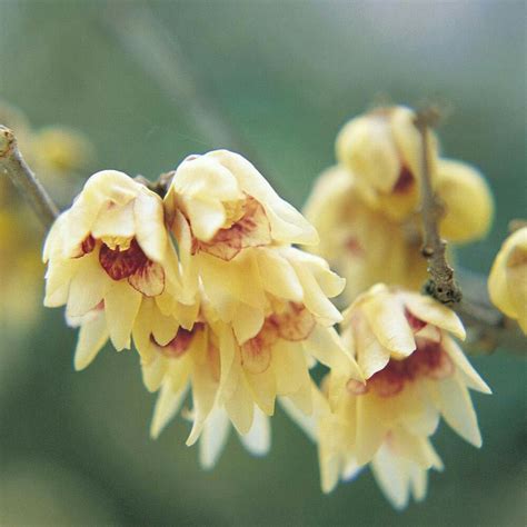Winter Sweet Strong Scent For Indoors In Winter Winter Flowering Shrubs