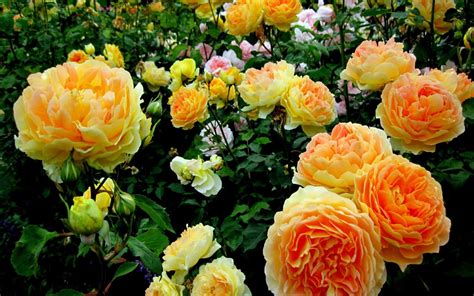 Yellow Rose Garden 1592950 2560x1600