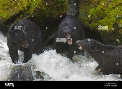 Usa Alaska Tongass National Forest Anan Wildlife Observatory Black